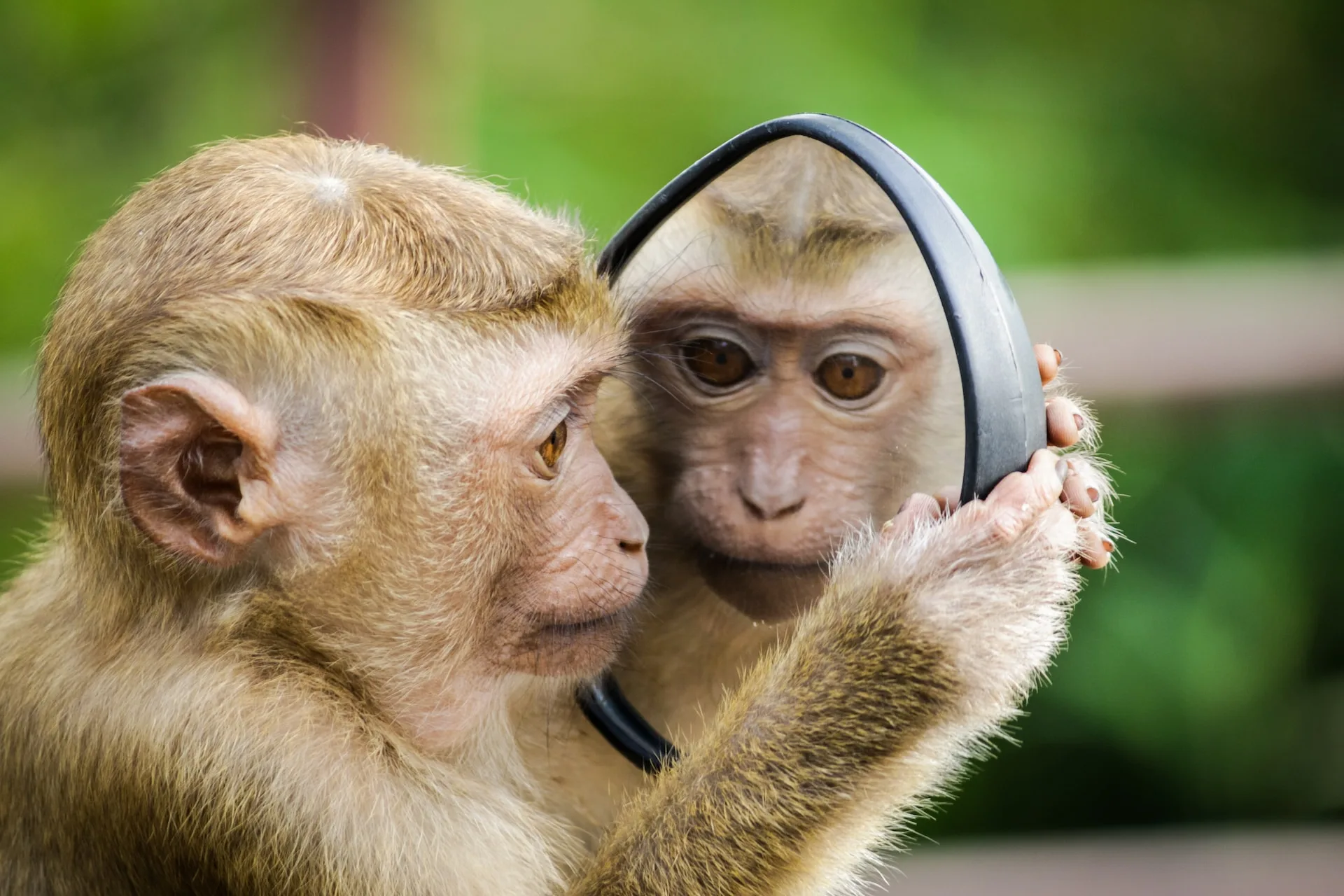 Monkey Rejecting Monkey Renunciation - Bhakti Life